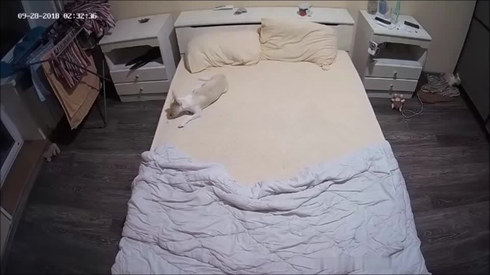 Lola shakes the bed with her boyfriend